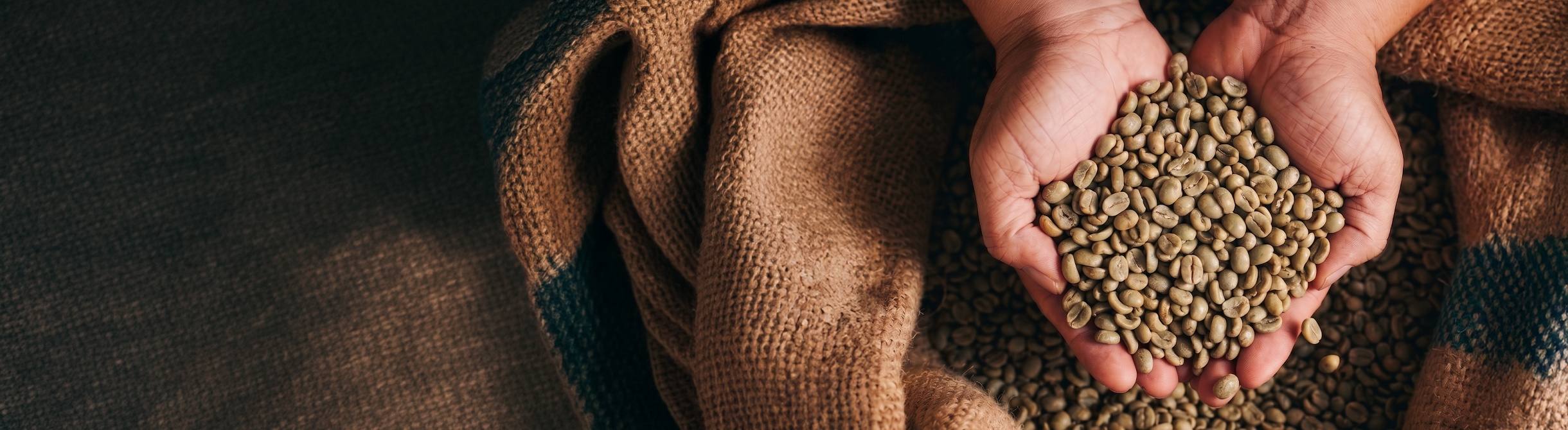 Manos sosteniendo granos de cafe verde sobre sacos de arpillera