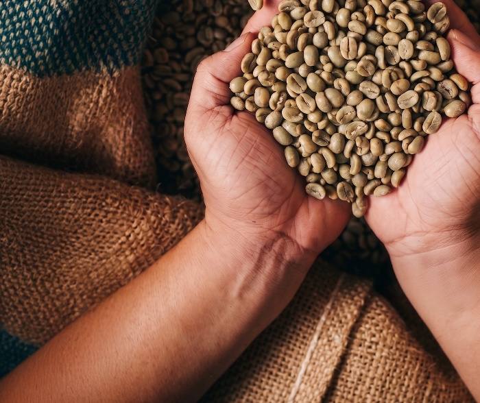 Manos sosteniendo granos de cafe verde sobre sacos de arpillera