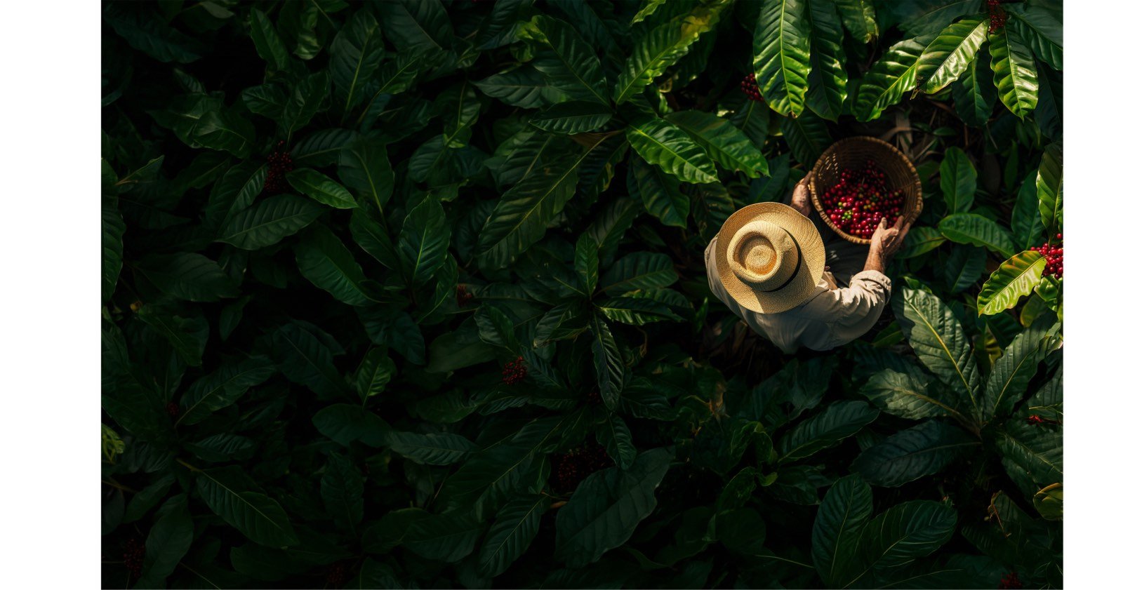 Productor de cafe recolectando granos maduros en la finca